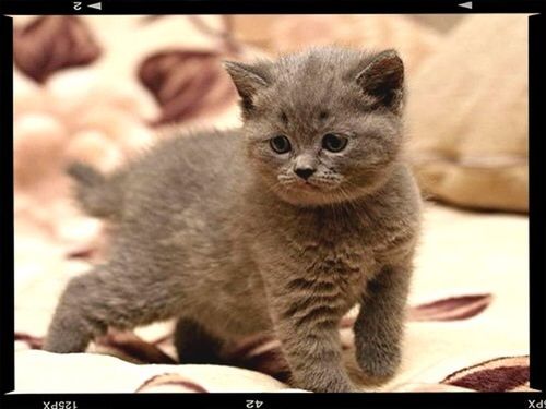 animal themes, transfer print, pets, domestic cat, one animal, domestic animals, indoors, mammal, cat, feline, auto post production filter, whisker, portrait, looking at camera, close-up, kitten, young animal, focus on foreground, sitting, relaxation