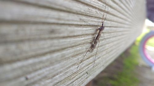 Close-up of insect