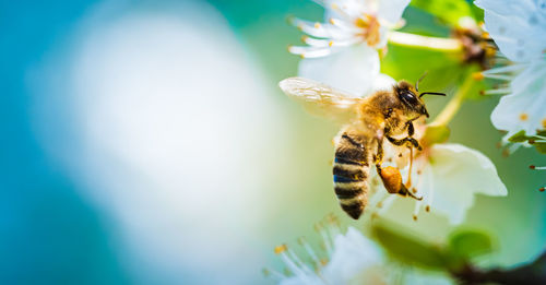 Closeup of a honey bee gathering nectar and spreading pollen on white flowers on cherry tree. 