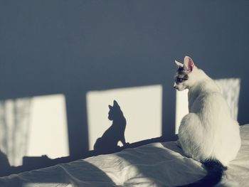 Cat sitting on bed at home