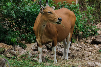 Cow standing in a field