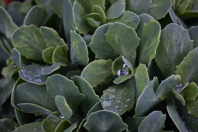 Full frame shot of succulent plant leaves