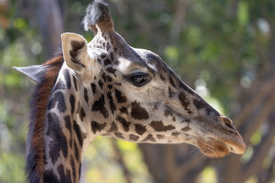 Close-up portrait of a giraffe