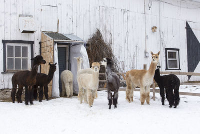 Group of different coloured alpacas standing in a pen covered in fresh snow 