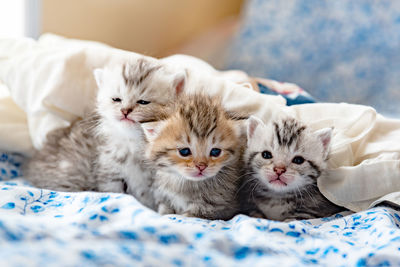 Close-up portrait of kittens relaxing on bed