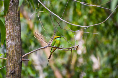 Close-up of bird perching on branch