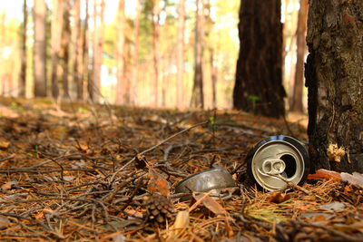 Tin can and glass bottle on a grass in a pine forest.