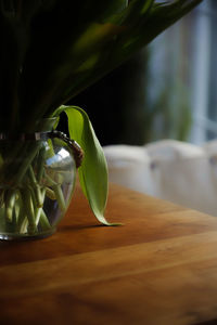 Close-up of green leaves on table