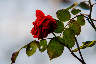 Close-up of flower against sky