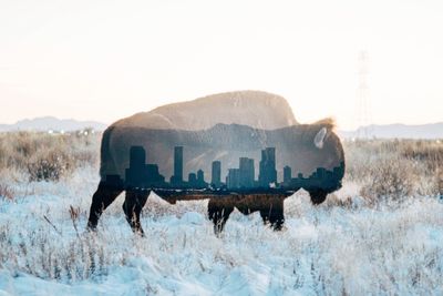 Horse cart on snow field against clear sky