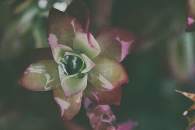 Close-up of rose plant