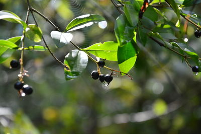 Close-up of waterdrops on berries