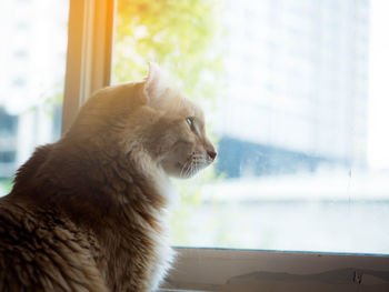 Cat looking through window at home