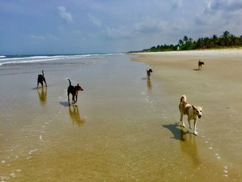 Group of dogs on beach