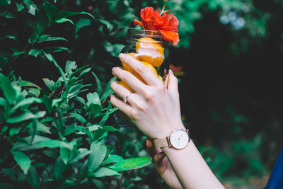 Cropped image of woman holding plums with red flower in glass jar by plant