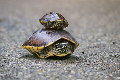 The turtles are walking in the sunlit streets.