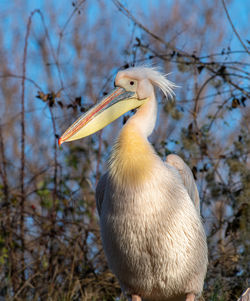 Close-up of a bird on branch