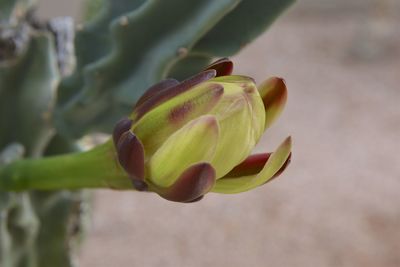 Close-up of flower bud growing outdoors