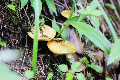 Close-up of mushroom growing in forest