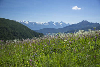 Scenic view of flowering plants on field against sky