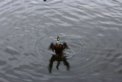 High angle view of duck swimming in lake