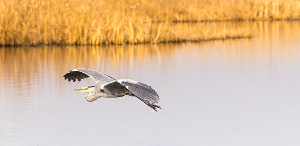 Bird flying over a lake