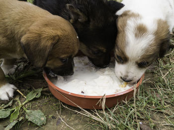 High angle view of a dog