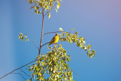 Low angle view of flowering plant against clear blue sky