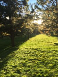 Trees on field