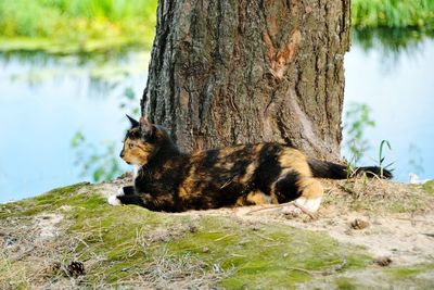 Cat sitting on tree trunk