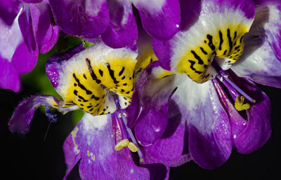 Close-up of yellow flower