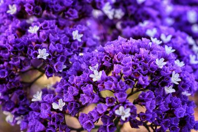 Close-up of purple flowering plants