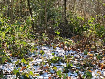 Close-up of plants growing in forest