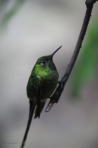 Bird perching on a branch