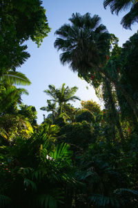 Low angle view of trees against sky