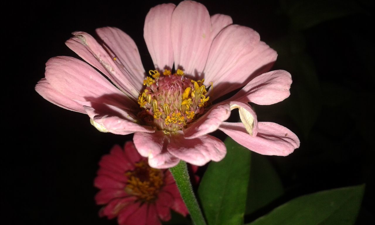 flower, petal, flower head, fragility, nature, growth, beauty in nature, pollen, plant, black background, freshness, no people, close-up, blooming, pink color, outdoors, day, zinnia