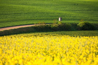 Scenic view of oilseed rape field