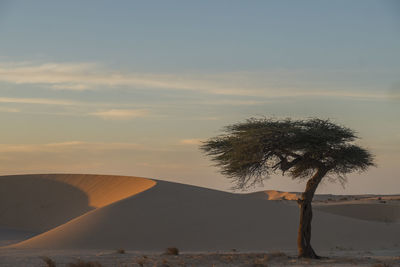 Tree on desert against sky during sunset