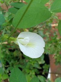 Close-up of white flowering plant