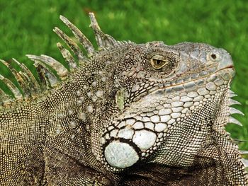 Close-up of lizard