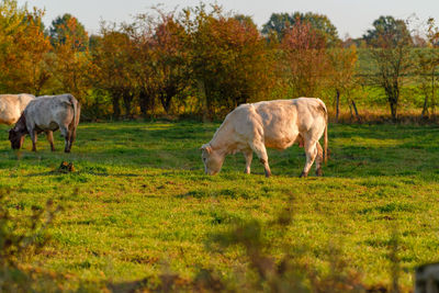 Horses grazing in a field