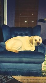 Close-up of dog on sofa at home