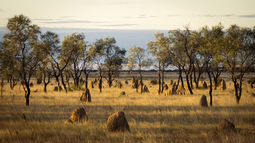 savanna