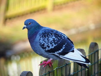 Close-up of pigeon perching on railing