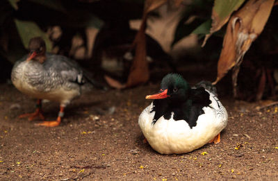 Close-up of duck