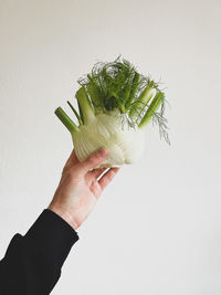 Cropped hand of woman holding flower against white background