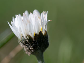 Close-up of white flower