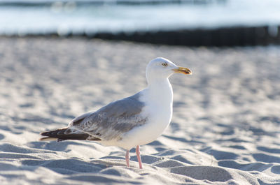 Side view of seagull on sand at beach