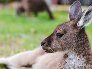 Close-up of kangaroo resting on field