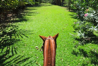 Horse on grass